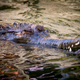 Illustration for article titled Sunday Crocodilian - Tomistoma schlegelii Edition